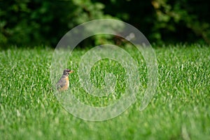 An American Robin in a Bright Green Grass Field