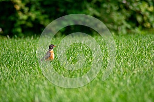 An American Robin in a Bright Green Grass Field