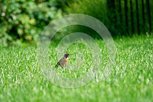 An American Robin in a Bright Green Grass Field