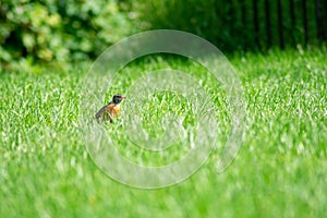 An American Robin in a Bright Green Grass Field