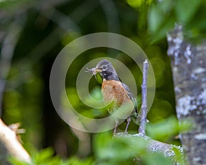 American Robin bringing food to nest