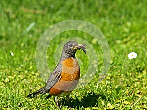 American Robin Catching Earthworms