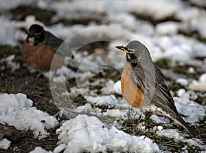 american robin catching and eating a worm on a snow covered park during snowy day in prospect park brooklyn, nyc