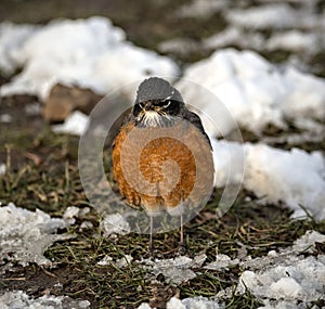 american robin catching and eating a worm on a snow covered park during snowy day in prospect park brooklyn, nyc