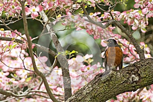 American robin on cherry blossom background