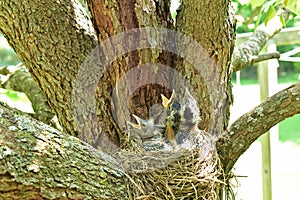 American Robin chicks in nest waiting