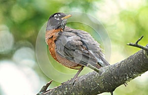 American Robin Close Up View