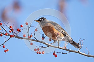 American Robin Eating Berries against Blue Sky