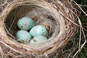 American Robin Eggs