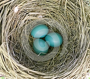 American Robin Eggs