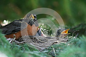 American Robin Family