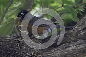 American robin feeding Her Babies