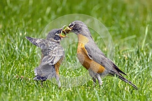 An American robin feeding its chick young bird on green grass