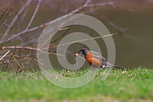 American Robin feeding on a worm