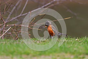 American Robin feeding on a worm