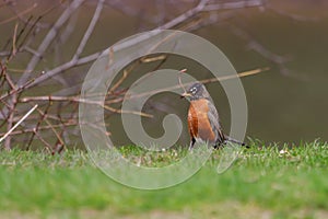 American Robin feeding on a worm