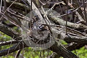 American Robin Female Shapes Nest   812453