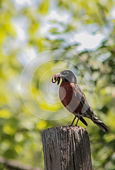 American Robin on Fence with Worms in Mouth