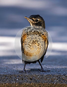 American Robin fledgling standing and looking at camera