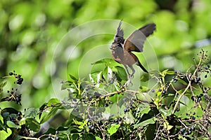 American Robin flying with Blue Berry in beak