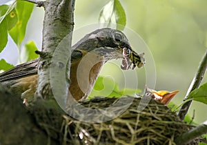 American Robin Food Delivery