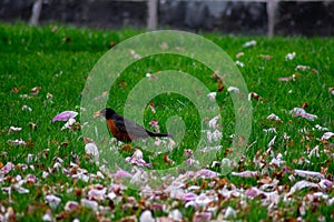 An American Robin on a Front Lawn With Cherry Blossom Petals photo