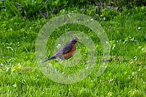 American Robin in Green Grass 01