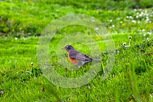 American Robin in Green Grass 06