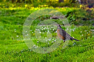 American Robin in Green Grass Glance