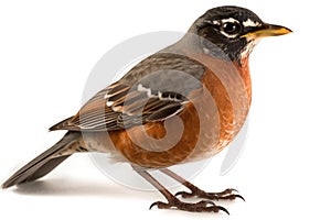 American Robin isolate on white background