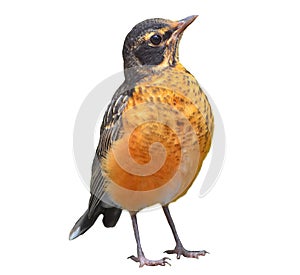 American Robin Isolated on white photo