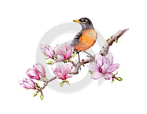 American robin on magnolia tree branch. Watercolor illustration. Hand painted american robin with blooming magnolia
