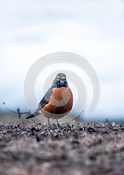 American Robin - Male Looking for Worms - Morning Mood