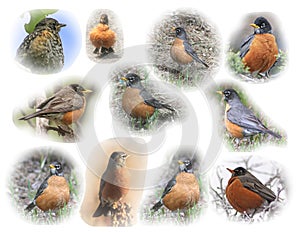 American Robin montage