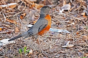 American Robin with a Mouthful of Worms