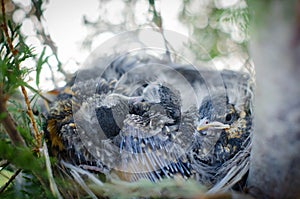 American Robin Nest