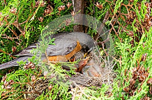 American robin nest with babies with parent feeding