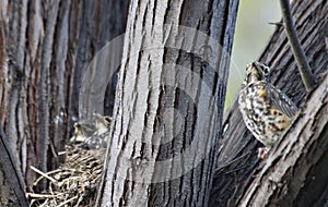 American Robin Nest with Juvenile Birds