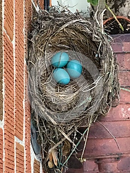 American Robin Nest With Three Eggs