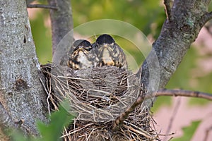 American robin nestlings