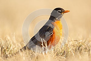 American robin with orange chest is standing in dry grass