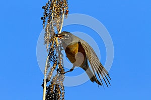 American Robin with palm berry in beak