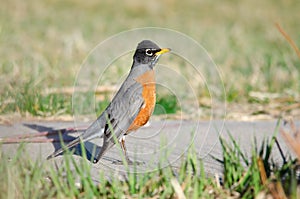 American Robin at the park