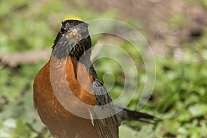 American Robin in Pennsylvania