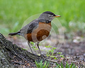 American Robin Perched