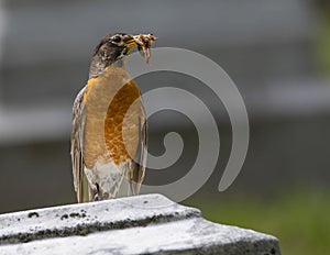 American Robin Perched