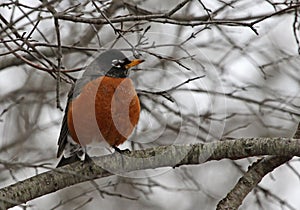 American Robin Perched