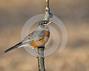American robin perched on a branch. Dover, Tennessee