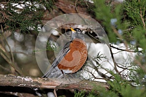 American Robin Perched on Cedar Tree Branch Head Turned