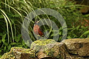 The American Robin perched feeding